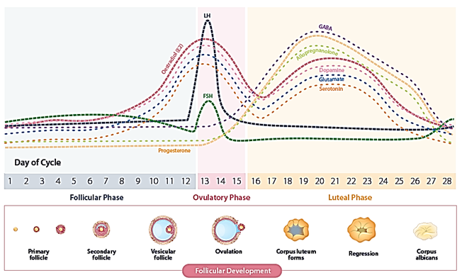 Premenstrual Syndrome (PMS) and Premenstrual Dysphoric Disorder (PMDD) |  Metagenics Institute ANZ