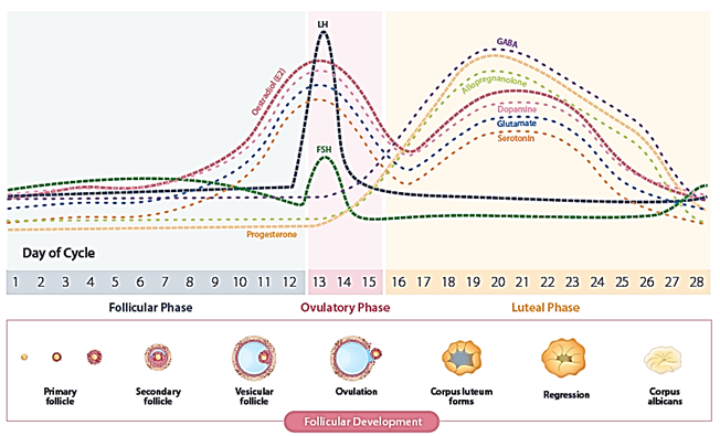 10 day luteal phase or FF wrong?!